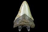 Bargain, Fossil Megalodon Tooth - North Carolina #129953-1